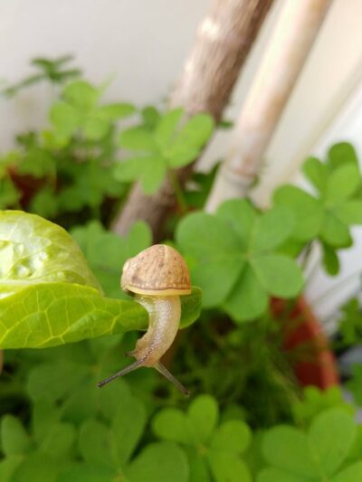 Caracol buscando los limites